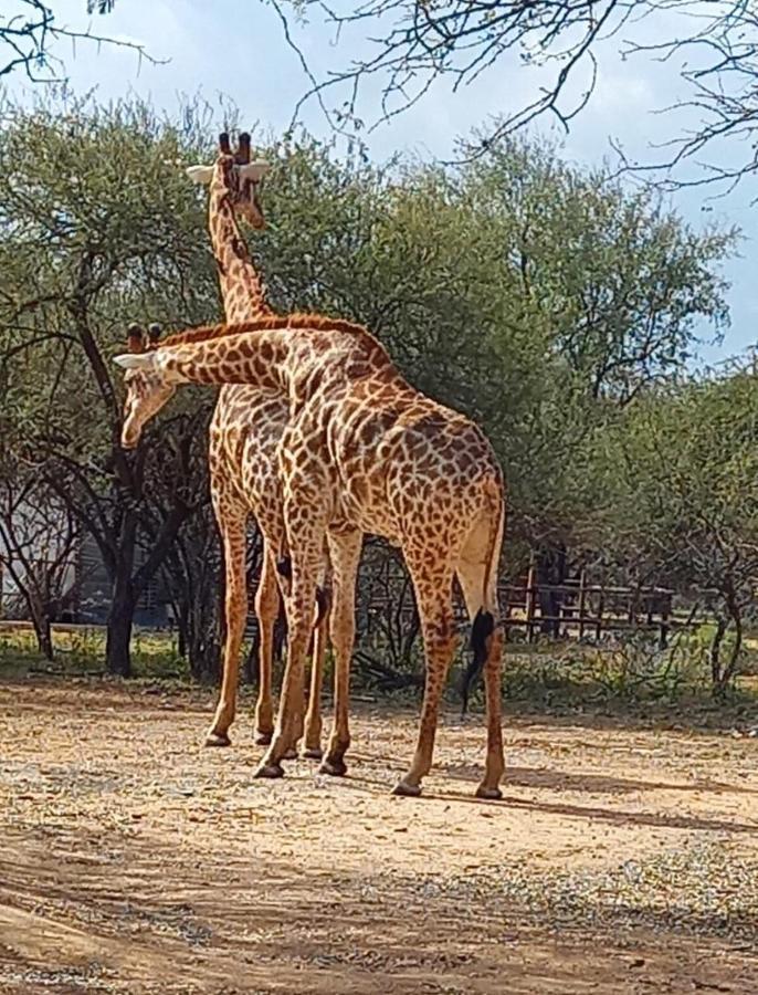 Appartamento Kudus Crest Bush Retreat Marloth Park Esterno foto