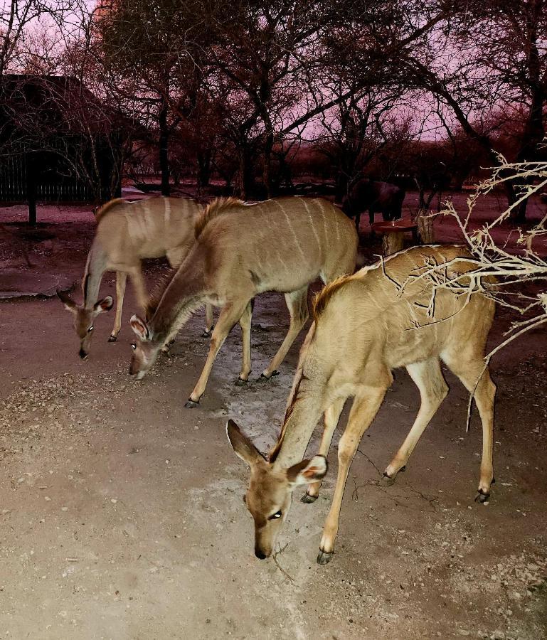 Appartamento Kudus Crest Bush Retreat Marloth Park Esterno foto