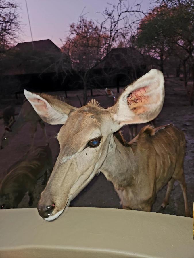 Appartamento Kudus Crest Bush Retreat Marloth Park Esterno foto